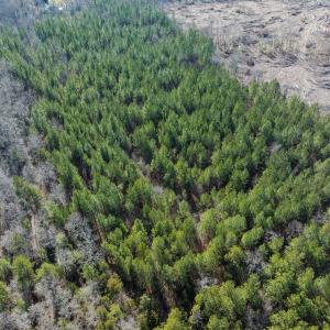 Photo #34 of Lot-2, Off Campbell Road, Bear Creek, NC 13.3 acres