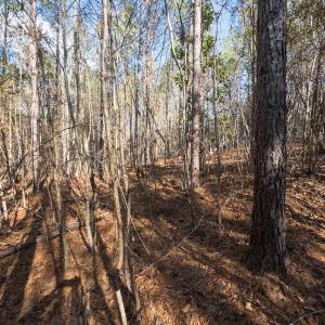 Photo #39 of Lot-2, Off Campbell Road, Bear Creek, NC 13.3 acres