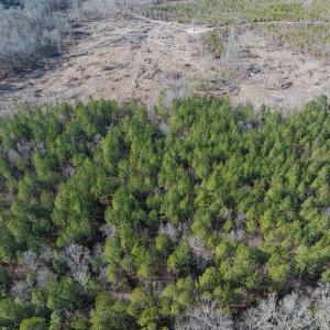 Photo #43 of Lot-2, Off Campbell Road, Bear Creek, NC 13.3 acres