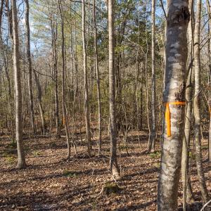 Photo #45 of Lot-2, Off Campbell Road, Bear Creek, NC 13.3 acres