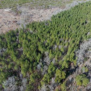 Photo #46 of Lot-2, Off Campbell Road, Bear Creek, NC 13.3 acres