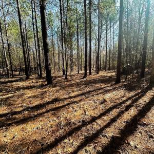Photo #47 of Lot-2, Off Campbell Road, Bear Creek, NC 13.3 acres