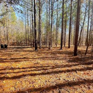 Photo #48 of Lot-2, Off Campbell Road, Bear Creek, NC 13.3 acres