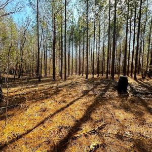 Photo #49 of Lot-2, Off Campbell Road, Bear Creek, NC 13.3 acres