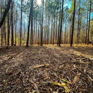 Photo #50 of Lot-2, Off Campbell Road, Bear Creek, NC 13.3 acres