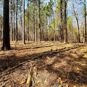Photo #51 of Lot-2, Off Campbell Road, Bear Creek, NC 13.3 acres