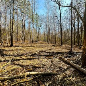 Photo #52 of Lot-2, Off Campbell Road, Bear Creek, NC 13.3 acres
