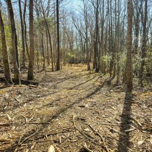 Photo #53 of Lot-2, Off Campbell Road, Bear Creek, NC 13.3 acres