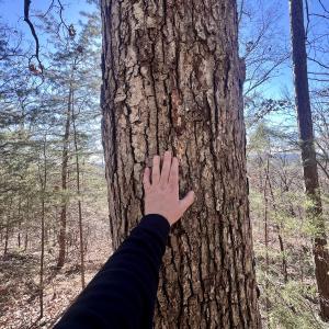 Photo #13 of 551 Boulder Ridge Dr, Denton, NC 1.5 acres