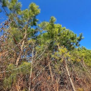 Photo #20 of 125 Tarheel Rd, Windsor, NC 0.5 acres