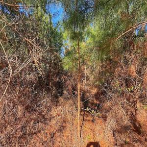 Photo #22 of 125 Tarheel Rd, Windsor, NC 0.5 acres