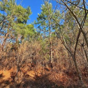 Photo #28 of 125 Tarheel Rd, Windsor, NC 0.5 acres