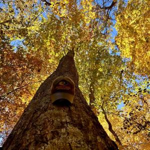 Photo #27 of Off White Rock Gap Rd, Covington, VA 302.9 acres