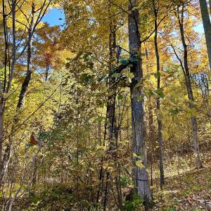 Photo #31 of Off White Rock Gap Rd, Covington, VA 302.9 acres