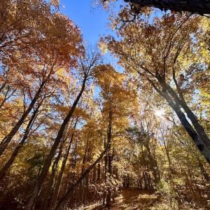 Photo #33 of Off White Rock Gap Rd, Covington, VA 302.9 acres