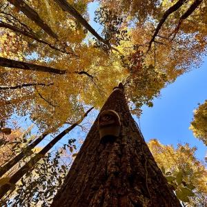 Photo #40 of Off White Rock Gap Rd, Covington, VA 302.9 acres