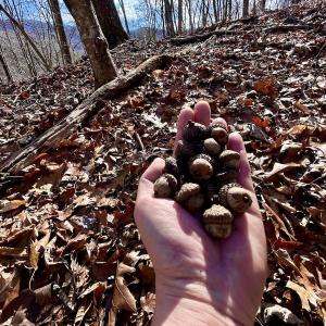 Photo #7 of Off White Rock Gap Rd, Covington, VA 302.9 acres