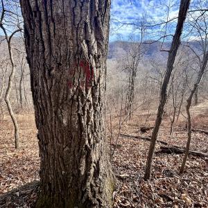 Photo #56 of Off White Rock Gap Rd, Covington, VA 302.9 acres