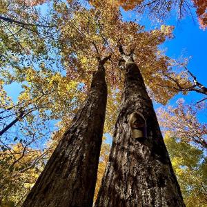 Photo #57 of Off White Rock Gap Rd, Covington, VA 302.9 acres