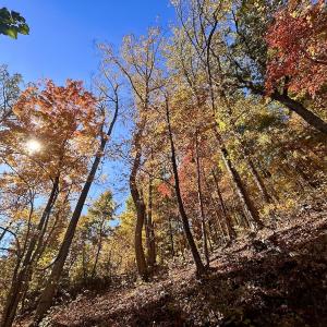 Photo #60 of Off White Rock Gap Rd, Covington, VA 302.9 acres