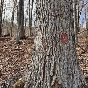 Photo #63 of Off White Rock Gap Rd, Covington, VA 302.9 acres