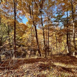 Photo #67 of Off White Rock Gap Rd, Covington, VA 302.9 acres