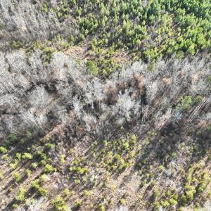 Photo #31 of Off of Green Level Road, Scottsburg, VA 153.4 acres
