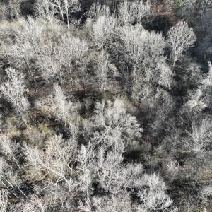 Photo #50 of Off of Green Level Road, Scottsburg, VA 153.4 acres