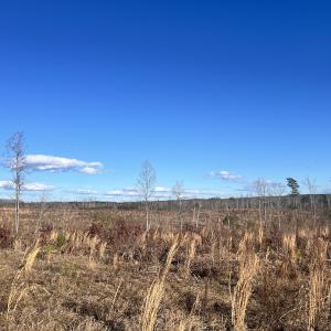 Photo #59 of Off of Green Level Road, Scottsburg, VA 153.4 acres