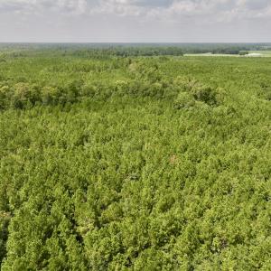 Photo #12 of SOLD property in Off River Rd, Vanceboro, NC 81.5 acres