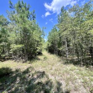 Photo #14 of SOLD property in Off River Rd, Vanceboro, NC 81.5 acres