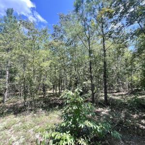 Photo #15 of SOLD property in Off River Rd, Vanceboro, NC 81.5 acres