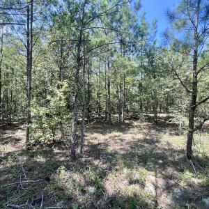 Photo #16 of SOLD property in Off River Rd, Vanceboro, NC 81.5 acres