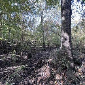 Photo #17 of SOLD property in Off River Rd, Vanceboro, NC 81.5 acres