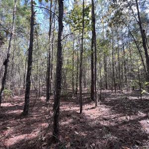 Photo #18 of SOLD property in Off River Rd, Vanceboro, NC 81.5 acres
