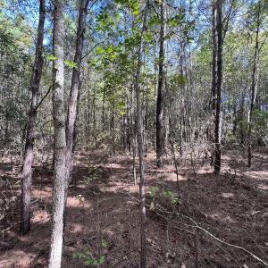 Photo #19 of SOLD property in Off River Rd, Vanceboro, NC 81.5 acres