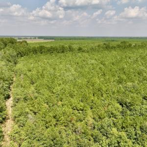 Photo #5 of SOLD property in Off River Rd, Vanceboro, NC 81.5 acres
