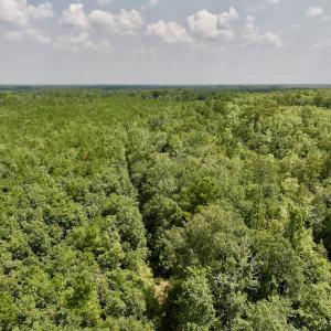 Photo #6 of SOLD property in Off River Rd, Vanceboro, NC 81.5 acres