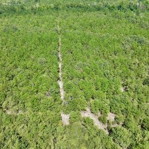 Photo #7 of SOLD property in Off River Rd, Vanceboro, NC 81.5 acres