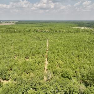 Photo #8 of SOLD property in Off River Rd, Vanceboro, NC 81.5 acres