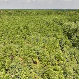 Photo #9 of SOLD property in Off River Rd, Vanceboro, NC 81.5 acres