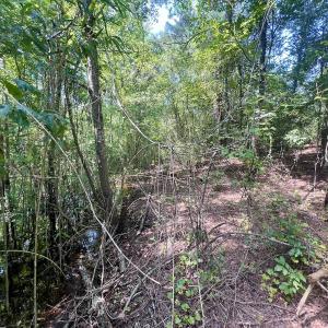 Photo #21 of SOLD property in Off River Rd, Vanceboro, NC 81.5 acres