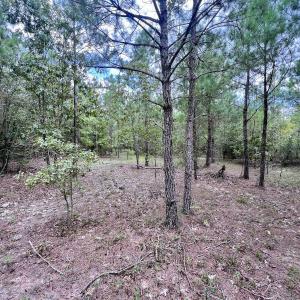 Photo #24 of SOLD property in Off River Rd, Vanceboro, NC 81.5 acres