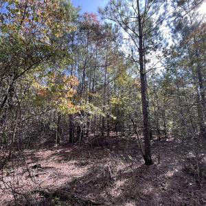 Photo #25 of SOLD property in Off River Rd, Vanceboro, NC 81.5 acres