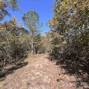 Photo #26 of SOLD property in Off River Rd, Vanceboro, NC 81.5 acres