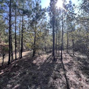 Photo #29 of SOLD property in Off River Rd, Vanceboro, NC 81.5 acres