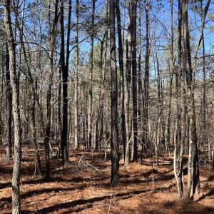 Photo #16 of North Forsythe Ln, Cameron, NC 4.6 acres
