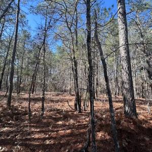 Photo #8 of North Forsythe Ln, Cameron, NC 4.6 acres