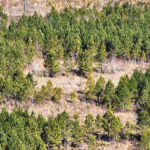 Photo #5 of Off Middle Swamp Rd, Corapeake, NC 234.4 acres