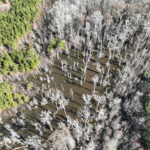 Photo #7 of Off Middle Swamp Rd, Corapeake, NC 234.4 acres